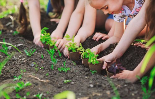 Children's hands planting young tree on black soil together as the world's concept of rescue