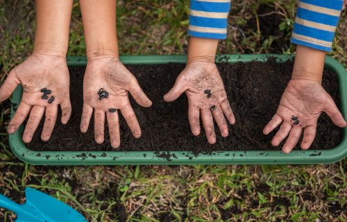 young children planting seeds in garden.Hand holding seed and black soil in pot